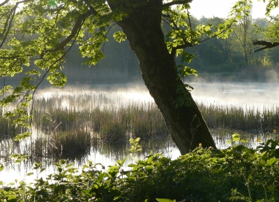 Am Teich