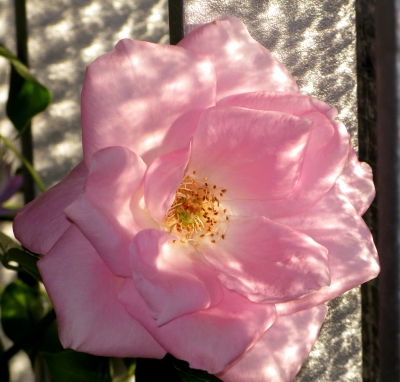 Balkon-Rose