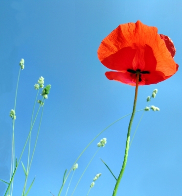 Mohn