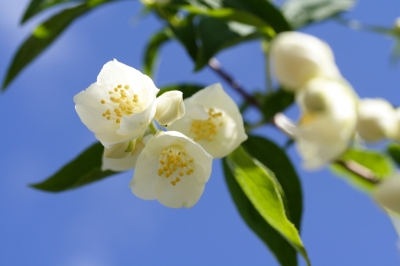 Jasmin am Morgen