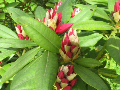 Rhododendronknospen
