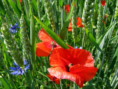 Mohn im Kornfeld