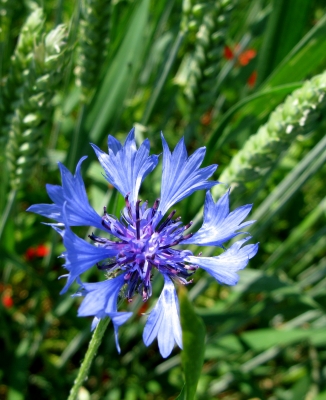 Flockenblume im Kornfeld