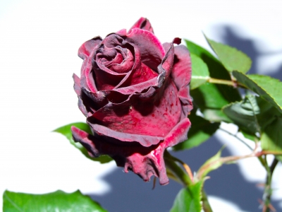 rose schwarz rot