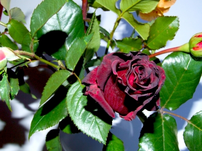 rose schwarz rot2