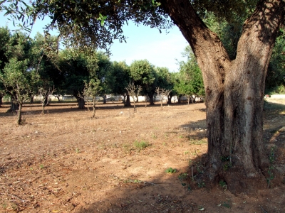 alte und junge Olivenbäume