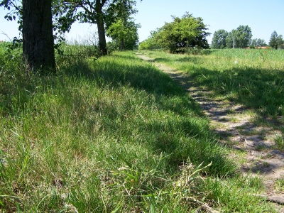 Schöner Feldweg