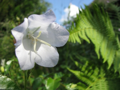 wilde cremefarbene blüte