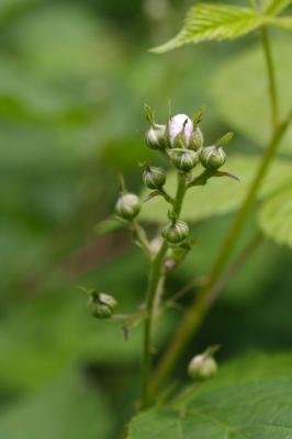 Brombeerblüte