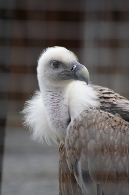 Greifvogel die Erste...