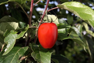 Tomaten 51