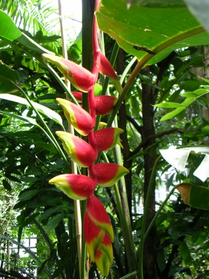 Heliconia Rot-Gelb