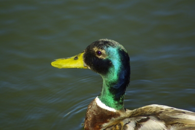 Ente