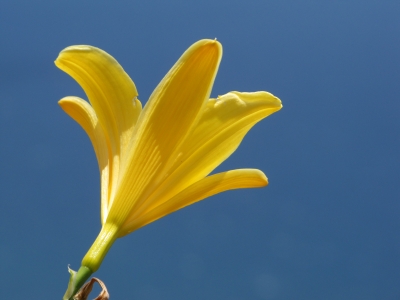 Gelbe Lilie auf Madeira