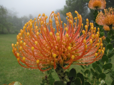 Wunderschöne Blüte auf Madeira, vermutlich Telopea