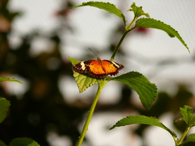 Leicht wie ein Schmetterling