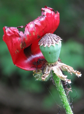 Verblühter Mohn !