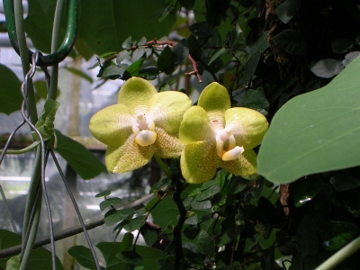 Phalaenopsis-Gelb