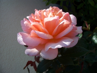 voll erblühte Rose