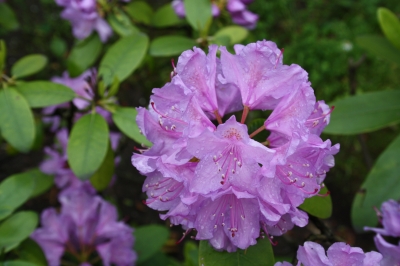 Rhododendron