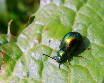 Blattkäfer Coleoptera rundlich