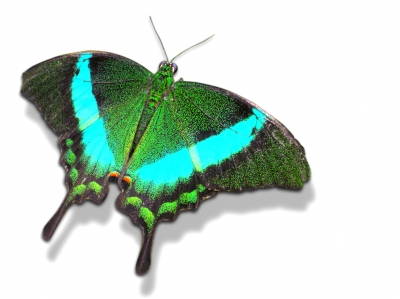 Grüner Schmetterling