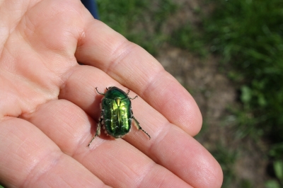 Rosenkäfer in Grün