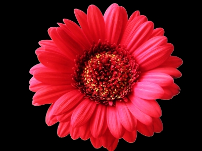 Gerbera