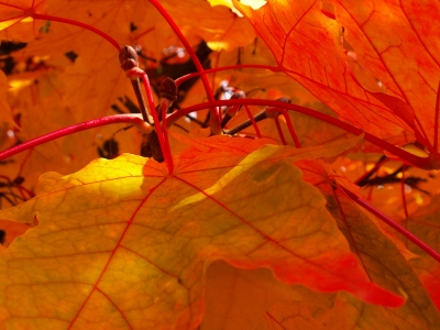 Herbstfarbenspiel