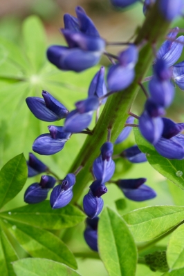 Lupinienblau