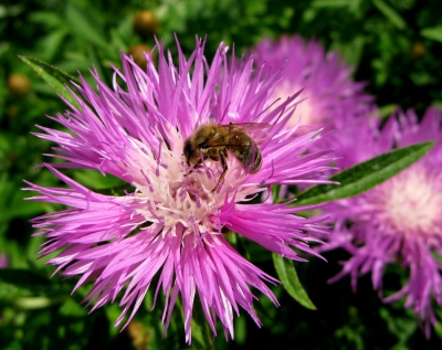 Biene auf Duft-Flockenblume