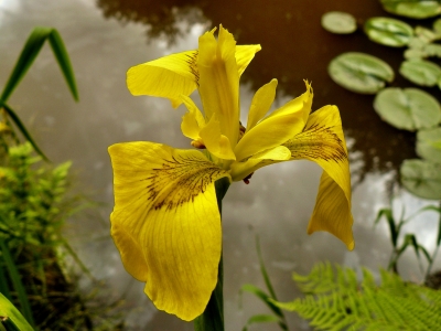 Wasserlilie gelb 2