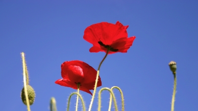 himmlischer Klatschmohn