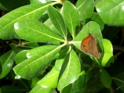 Schmetterling auf grünen Blättern