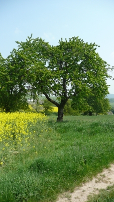 Rapsbäumchen