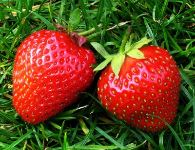 ...Erdbeerzeit