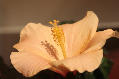 Hibiskus - 2