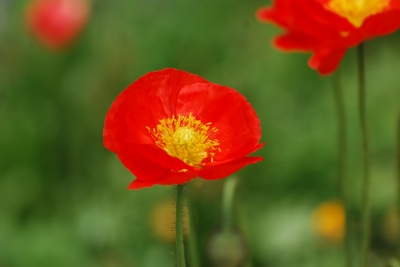 roter Mohn