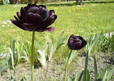 Schwarze Tulpen gefüllt