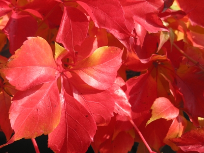 Leuchtendes Weinlaub im Herbst