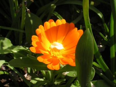 Ringelblume im Sonnenlicht