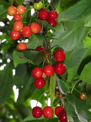 Kirschen in Nachbar´s Garten