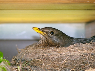 Amsel im Nest