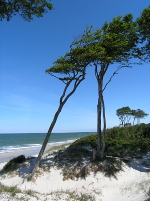 Darß Weststrand 02