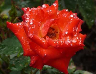 Rose nach dem Regen 1