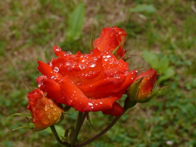 Rose nach dem Regen 2