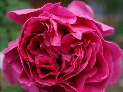 Rose Othello