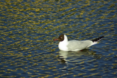 schwimmende Möwe im Abendlicht