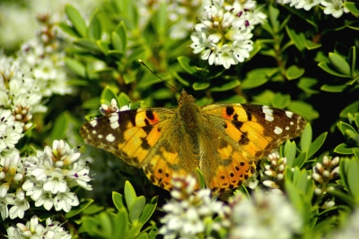 Schmetterling