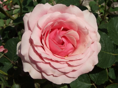 Blick auf hellrosa Rose